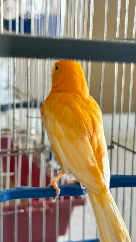 كنارات للبيع 1