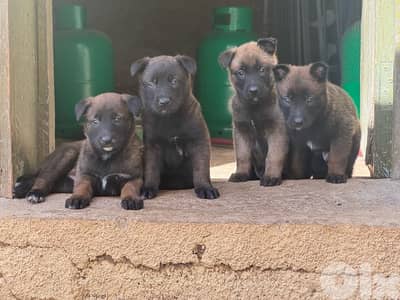 malinois puppies