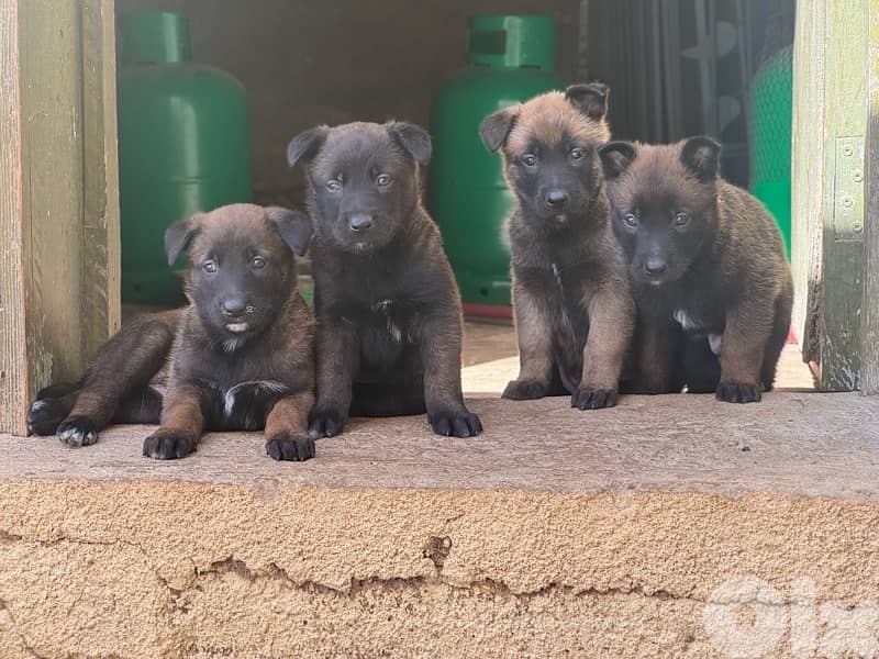malinois puppies 0