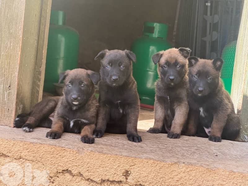 malinois puppies 1