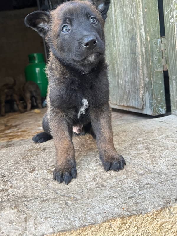 malinois puppies 2
