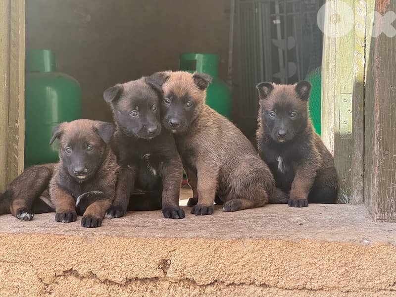 malinois puppies 3