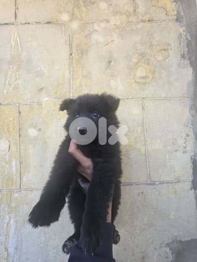 German shepherd puppies for sale