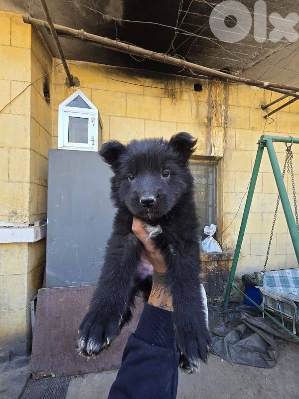 German shepherd puppies for sale 1