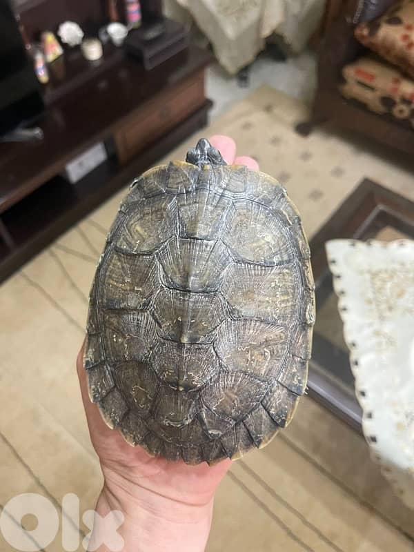 fresh water turtle 0