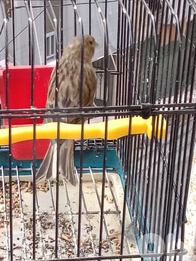 سن الفيل طرمبة النبعه