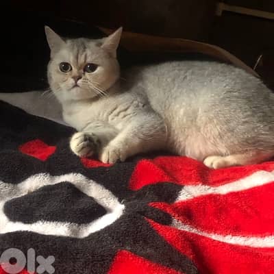 female silver chinchillah for sale