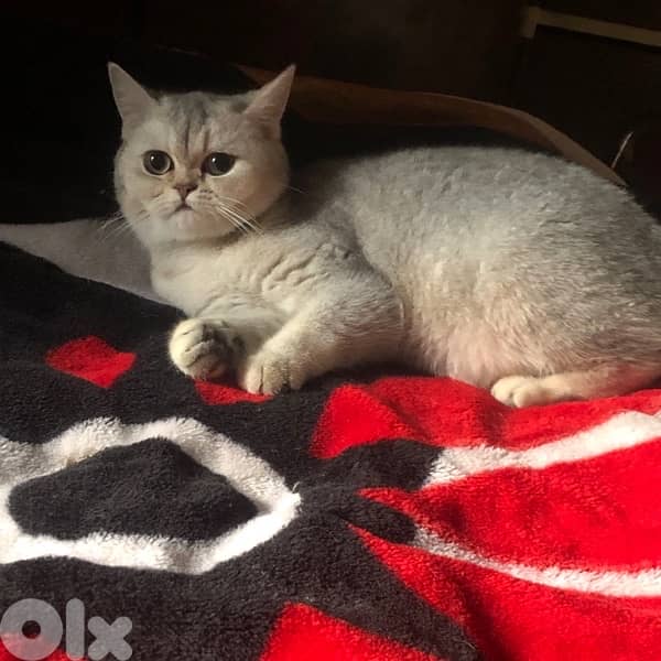 female silver chinchillah for sale 0