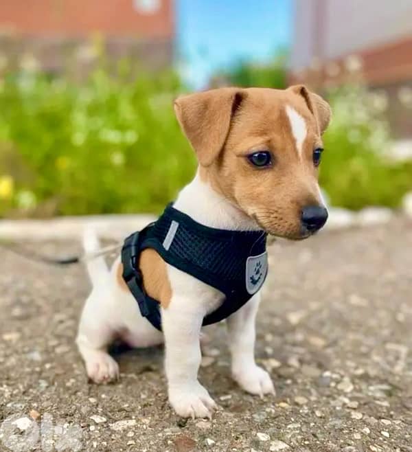 Healthy & cute Jack Russell puppies pure breed Dog/Delivery/ كلب جرو 0