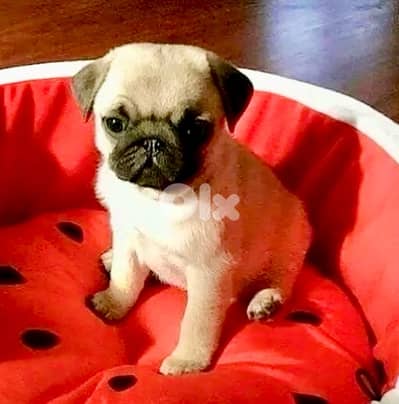 Pug puppy available pure breed imported delivery available كلاب
