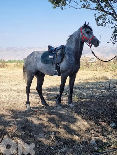 حصان ارتفاع ١٦٠ مسجل ابن مهول وامو غزل بنت ابن البلد