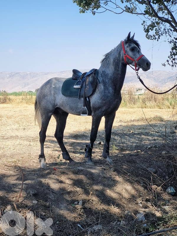 حصان ارتفاع ١٦٠ مسجل ابن مهول وامو غزل بنت ابن البلد 0