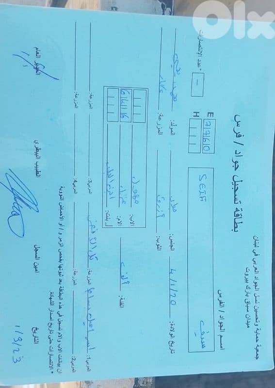 حصان ارتفاع ١٦٠ مسجل ابن مهول وامو غزل بنت ابن البلد 1