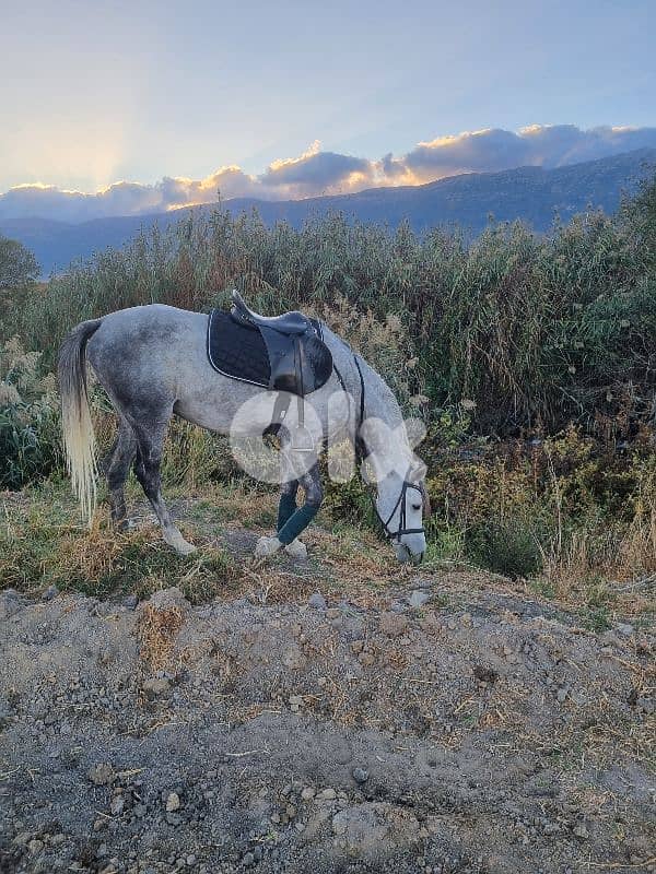 حصان ارتفاع ١٦٠ مسجل ابن مهول وامو غزل بنت ابن البلد 2