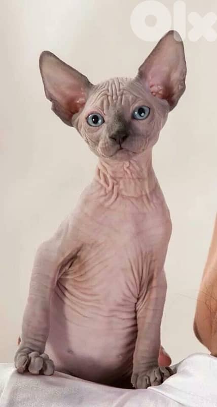 Amazing & rare Sphynx kitten pure breed available Delivery Cat قطط 0