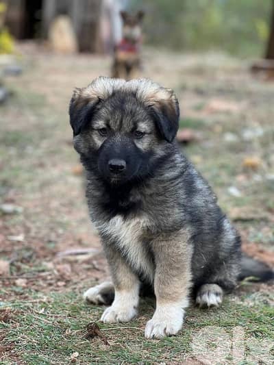 Puppy