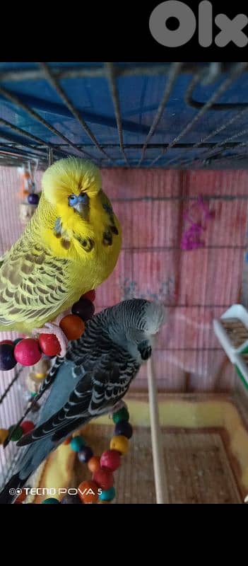 English budgie