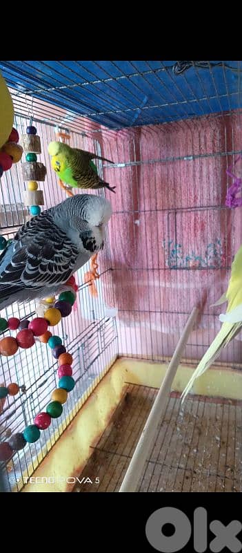 English budgie 2