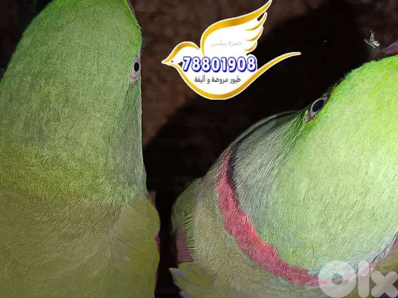 نيبالي سينيغالي بالمهيد 1
