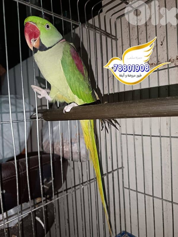 نيبالي سينيغالي بالمهيد 6