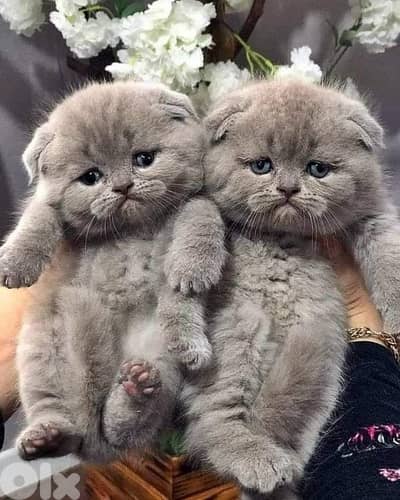 scottish fold 70485808