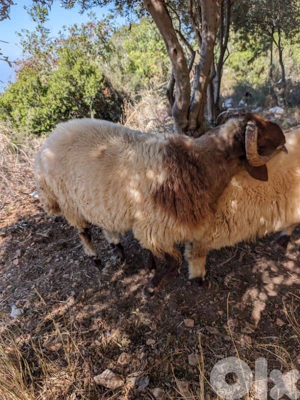 خاروف للبيع 1