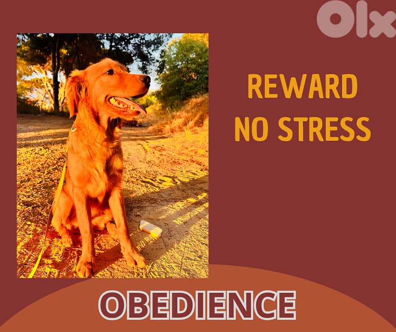 Hotel, day-care and boarding training for all breeds 4