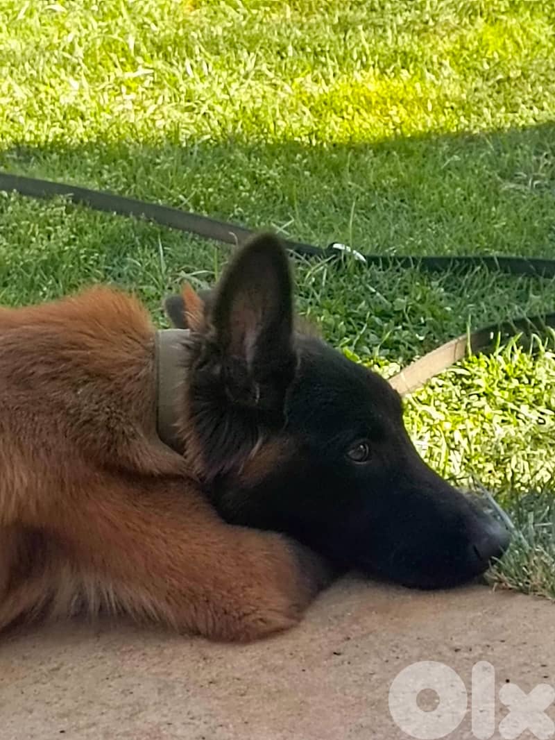 Hotel, day-care and boarding training for all breeds 6