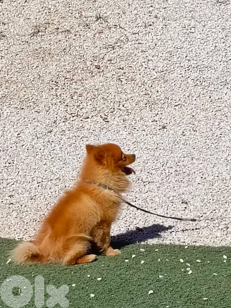 Hotel, day-care and boarding training for all breeds 7