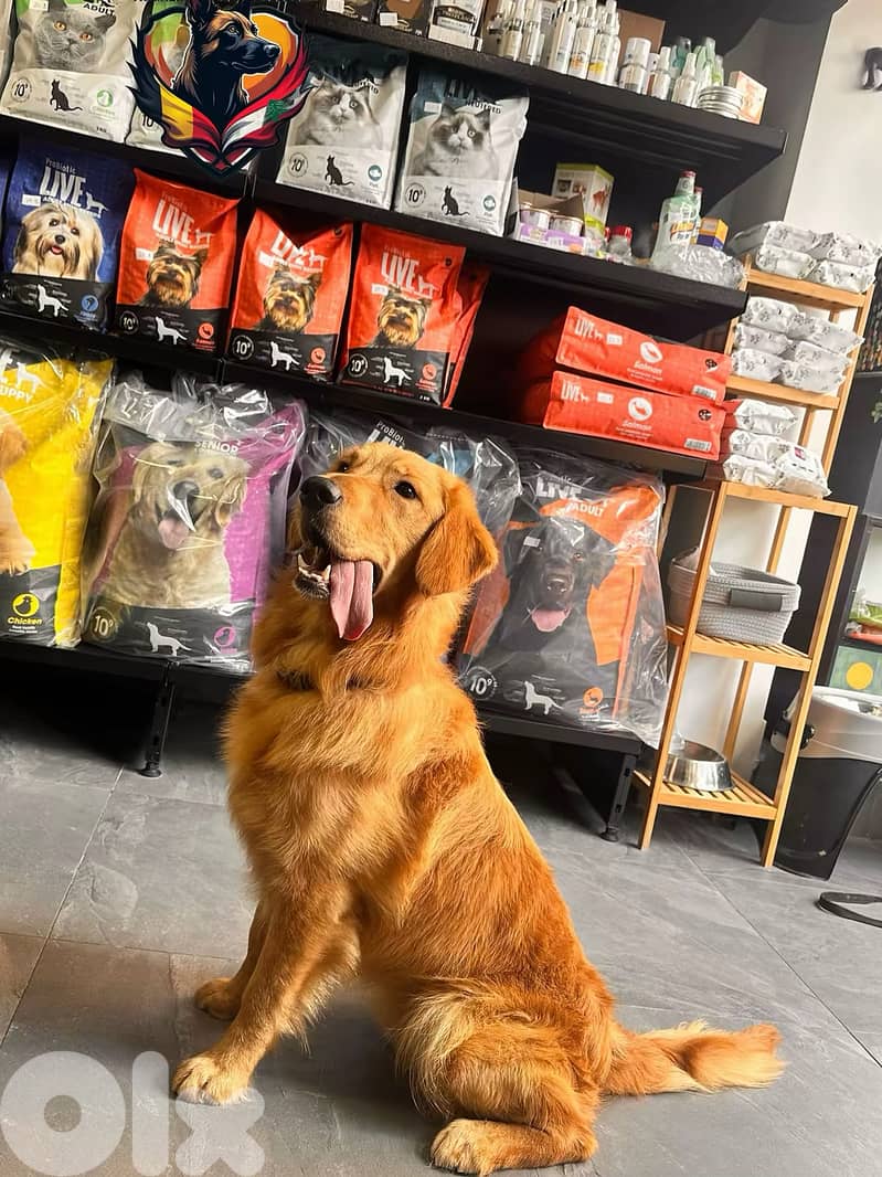 Hotel, day-care and boarding training for all breeds 8