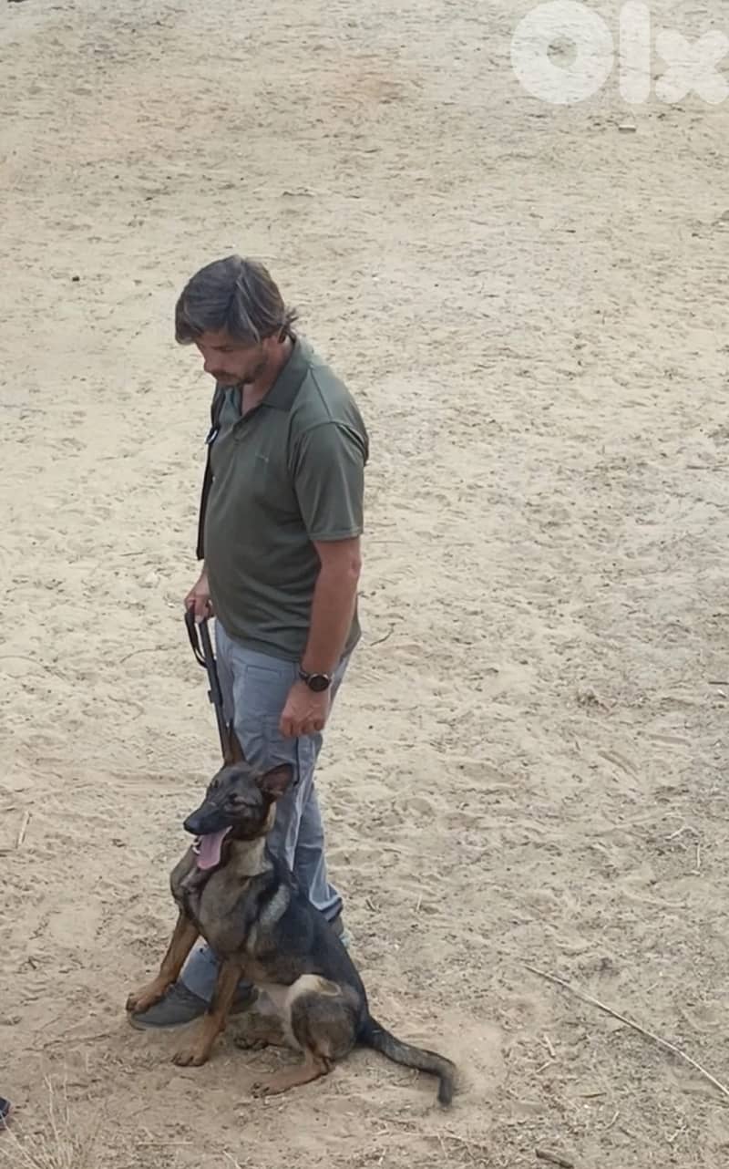 Hotel, day-care and boarding training for all breeds 9