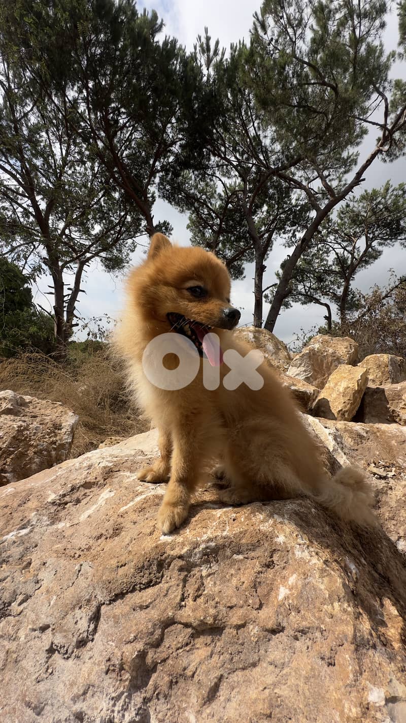 Hotel, day-care and boarding training for all breeds 10