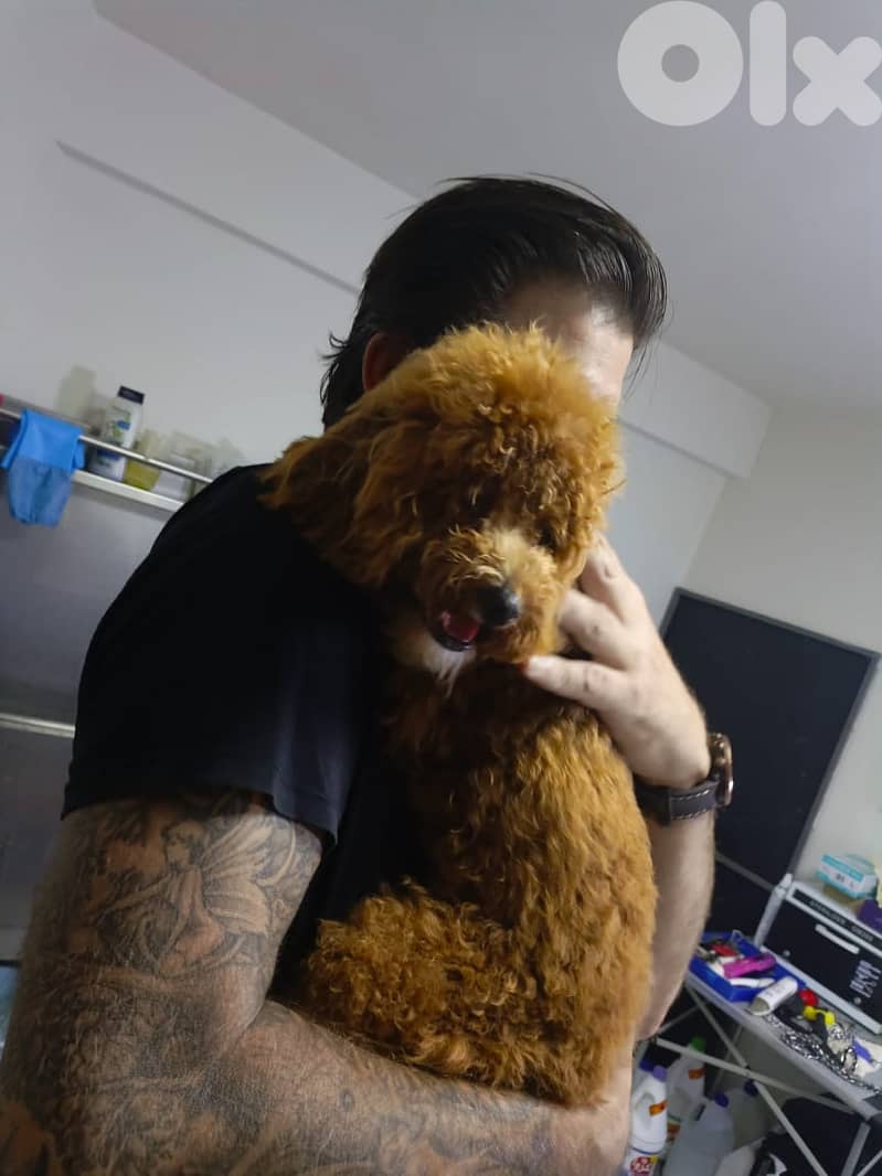 Hotel, day-care and boarding training for all breeds 11