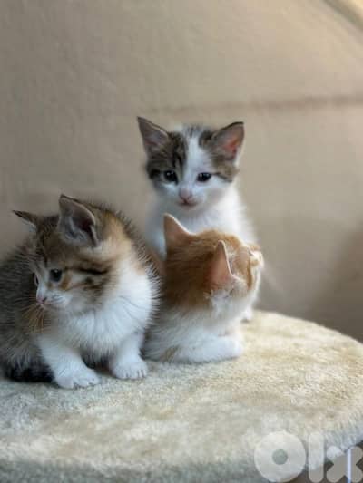 KITTENS