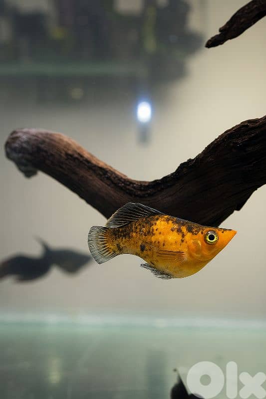 سمك وجميع مستلزمات الامواريوم 0