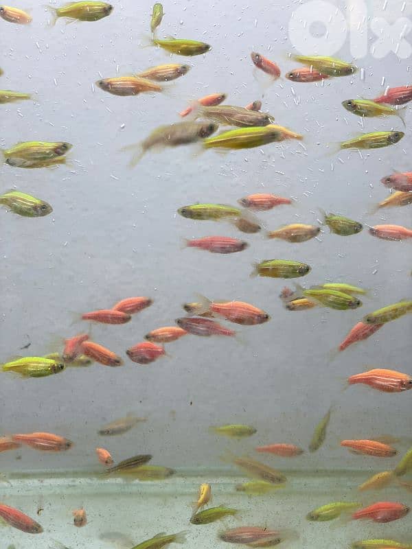 سمك وجميع مستلزمات الامواريوم 1