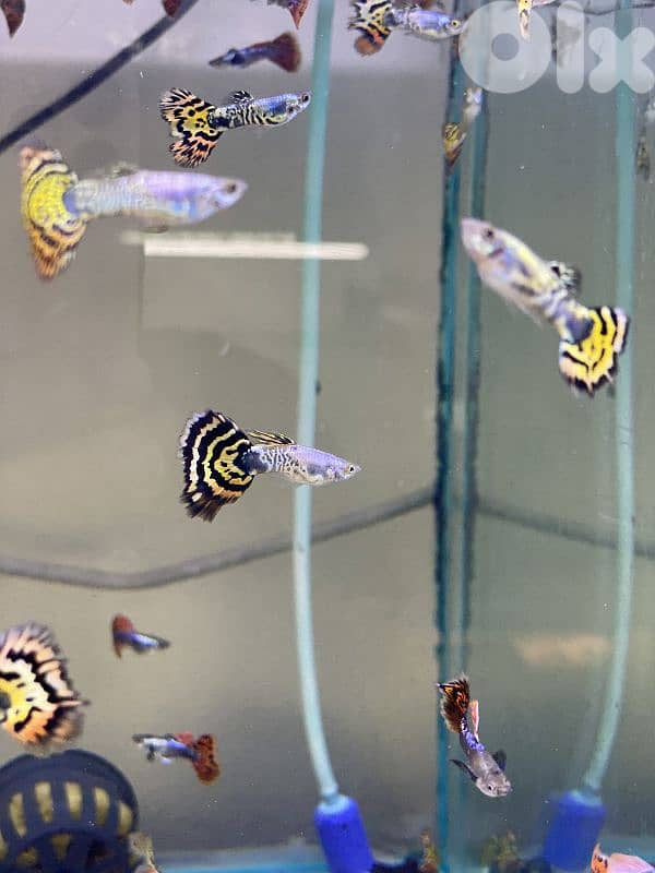 سمك وجميع مستلزمات الامواريوم 2