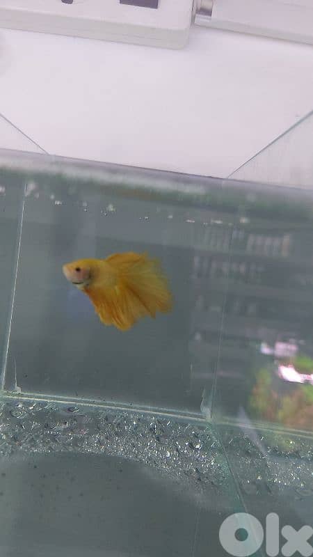 سمك وجميع مستلزمات الامواريوم 3