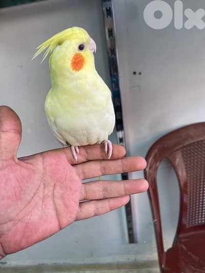 طرابلس دير عمار