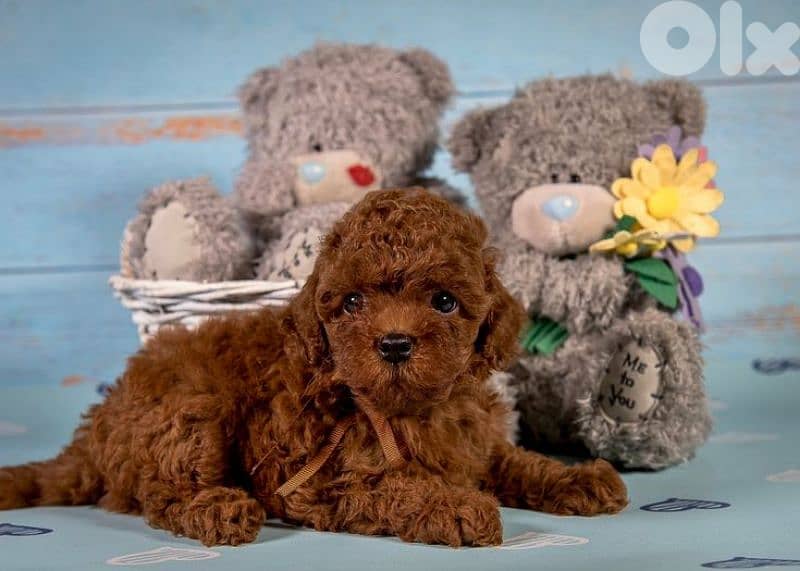 Toy Poodle Puppies/ dog كلاب 0