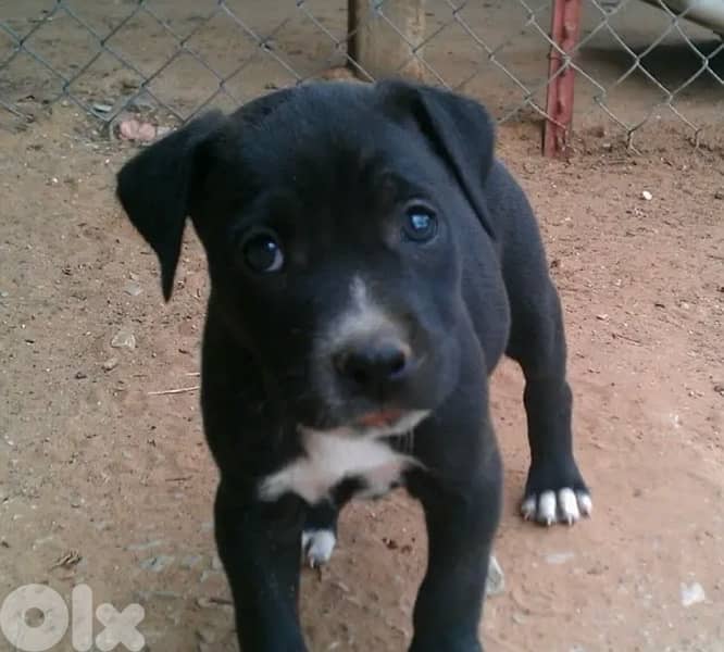 High quality Black Pitbull puppy available Dog delivery كلب جرو 0