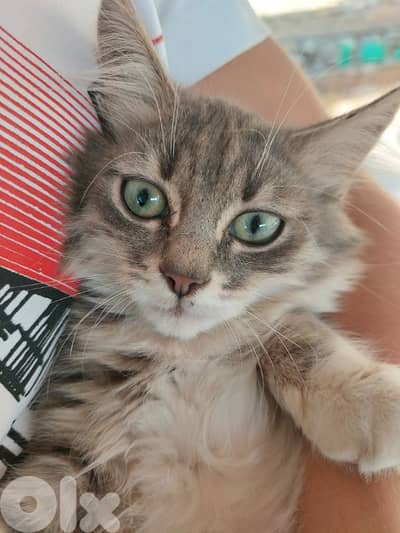 kitten