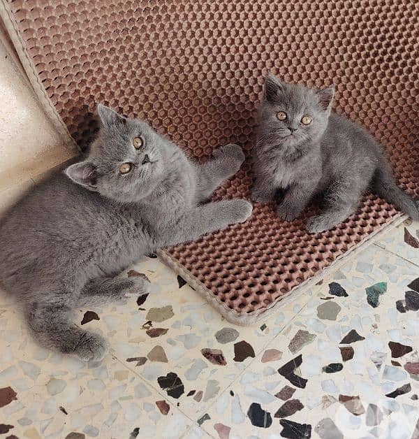 scottish silver chinchella and british male wfemale 5