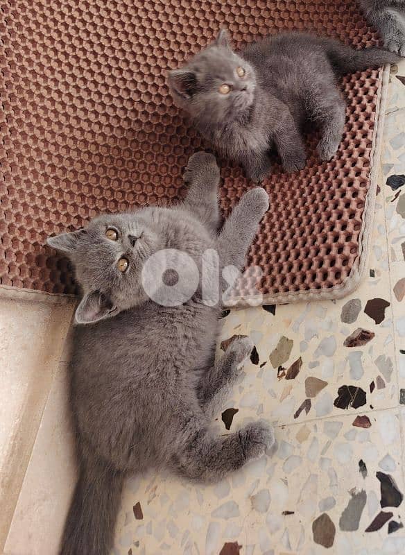 scottish silver chinchella and british male wfemale 7