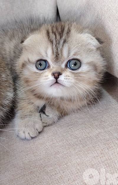 scottish silver chinchella and british male wfemale available