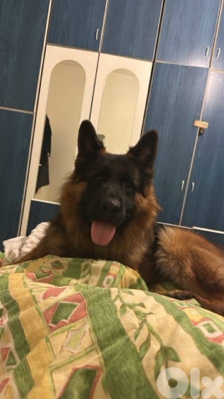 PURE BREED GERMEN SHEPHERD FOR SALE 1