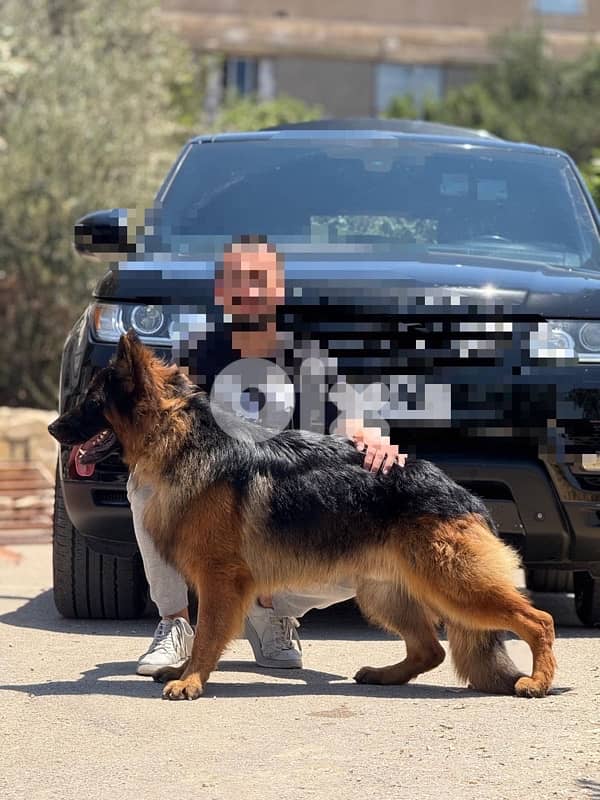 PURE BREED GERMEN SHEPHERD FOR SALE 0