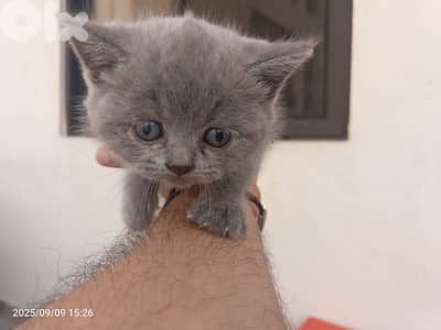brittish shorthair kittens