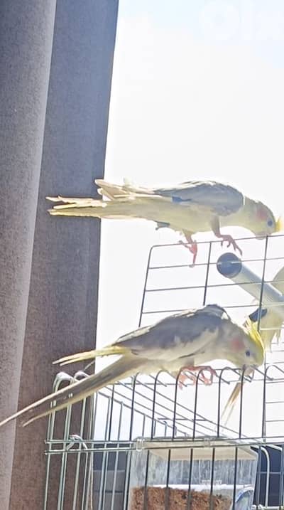 جوز كروان للبيع مروضين والذكر متكلم