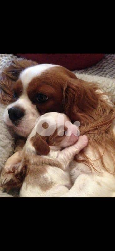 cavalier king Charles 0